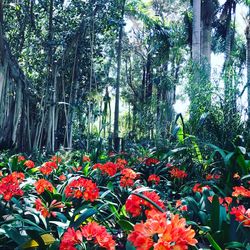 Close-up of flowers blooming against trees