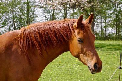 Close-up of horse standing on grass