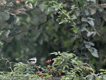 Bird perching on a plant