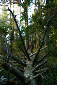 Close-up of tree trunk in forest