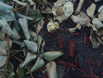 High angle view of dry leaves on field