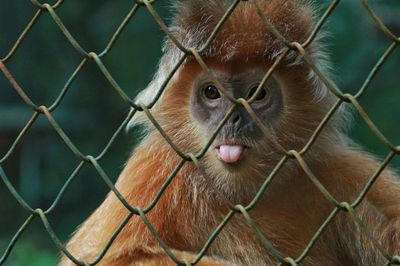 Close-up of monkey in cage at zoo