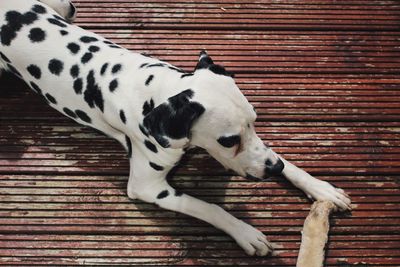 Dog on stone wall