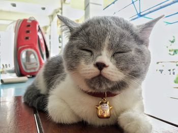 Close-up portrait of a cat with eyes closed