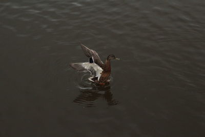 Ducks swimming in water