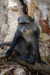 Portrait of gorilla sitting on rock