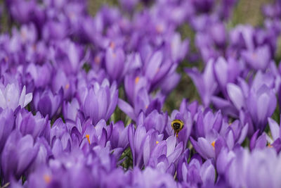 Close-up of honey bee pollinating on purple flower