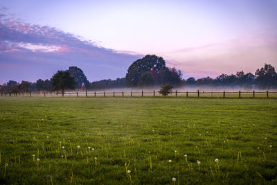 Trees on field against sky during sunset