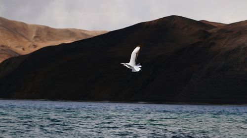 Seagull flying over lake against mountains
