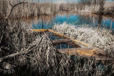 Dry plants on land by lake