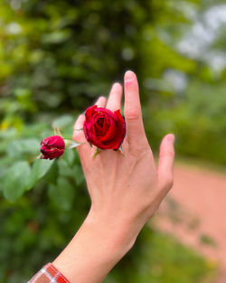 Close-up of hand holding insect