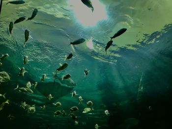 School of fish swimming in aquarium