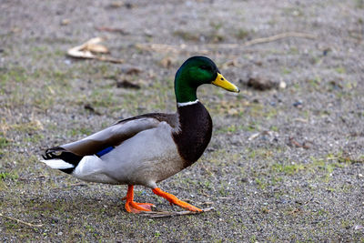 Duck on field