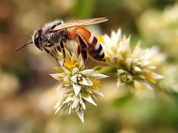 Close-up of bee pollinating on flower