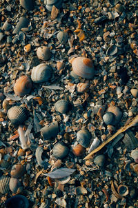 High angle view of seashells on pebbles