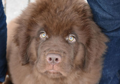 Sweet brown newfie puppy dog with light brown eyes.