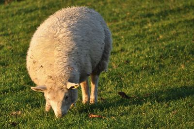 Sheep grazing in a field
