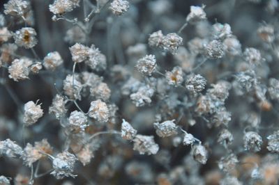 Close-up of white flowering plant