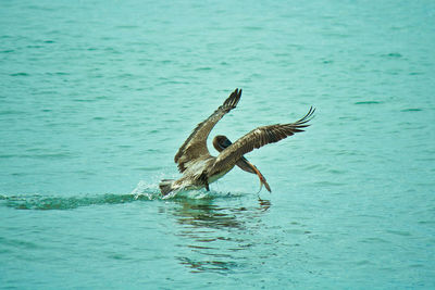 Bird flying over sea