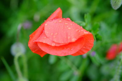Close-up of wet red rose