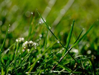 Close-up of wet plant growing on field