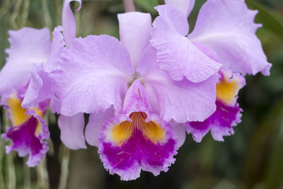 Close-up of purple flowering plants