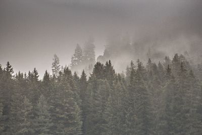 Pine trees in forest during winter