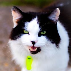 Close-up portrait of cat