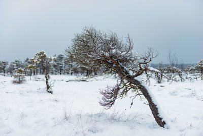 Trees on snow covered field against clear sky