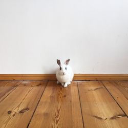 High angle view of rabbit on floorboard against wall at home