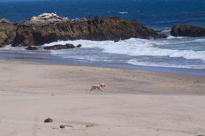 Malibu beach