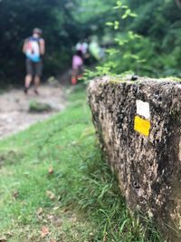 Close-up of tree trunk on field