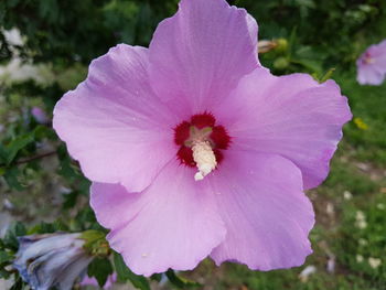 Close-up of pink flower