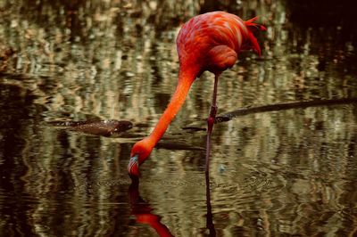 View of a bird drinking water