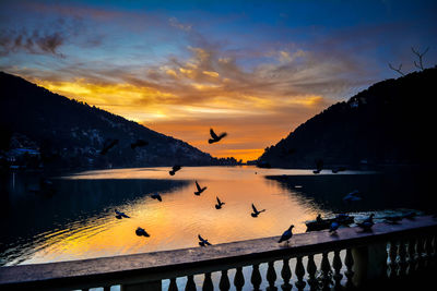 Birds flying over lake against sky during sunset