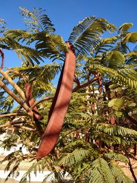 Low angle view of coconut palm tree against sky