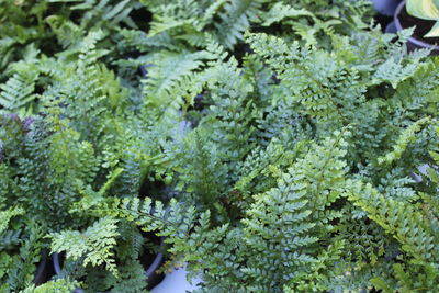 Full frame shot of plants