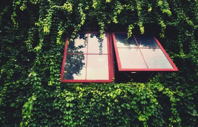Low angle view of ivy growing on tree against building