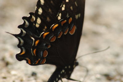 Close-up of insect on leaf