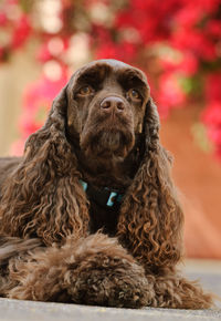 Portrait of dog sitting outdoors