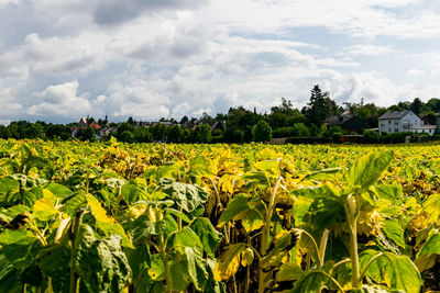 Scenic view of field against sky