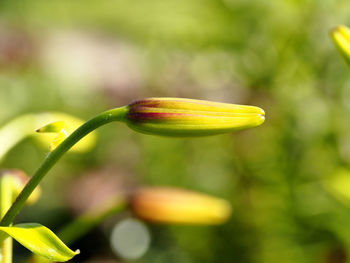 Close-up of leaves