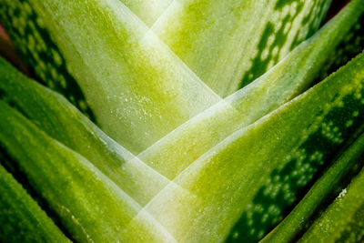 Close-up of green leaves