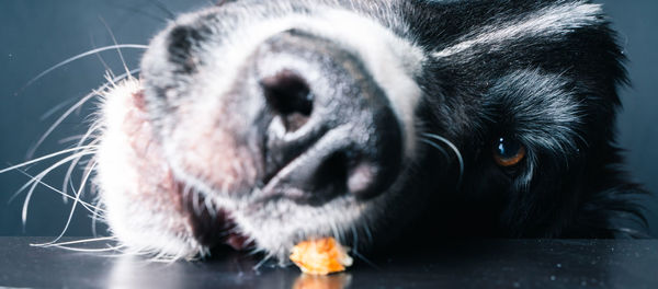 Close-up portrait of dog