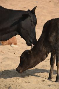 Close-up of horses on field