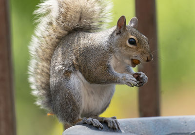 Close-up of squirrel