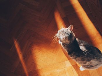 High angle view of cat sitting on flooring