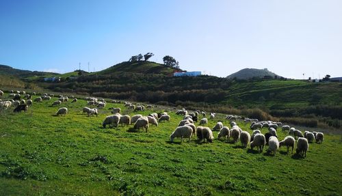 Flock of sheep grazing in a field