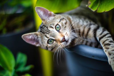 Close-up portrait of a cat