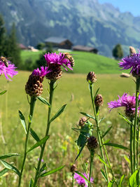 Close-up of purple flowering plants on field